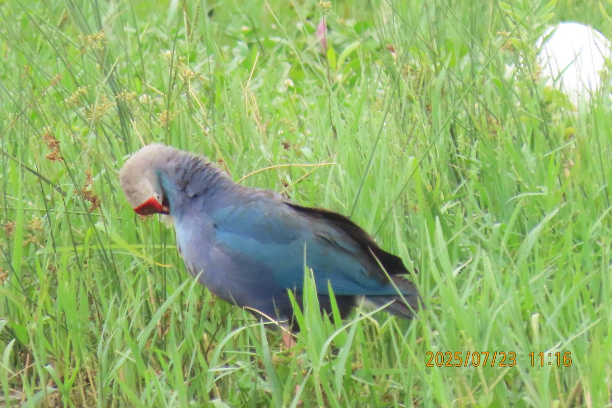 Gray-headed Swamphen - ML641023773