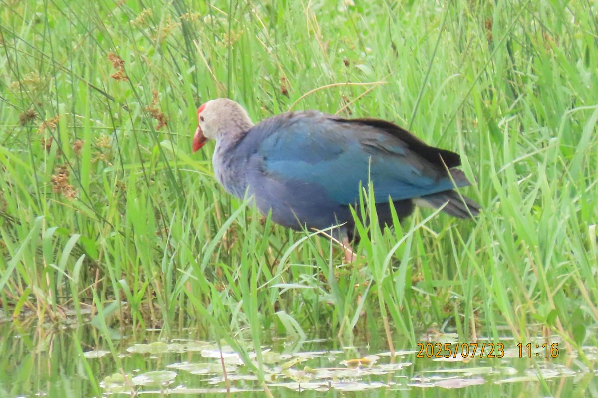 Gray-headed Swamphen - ML641023774
