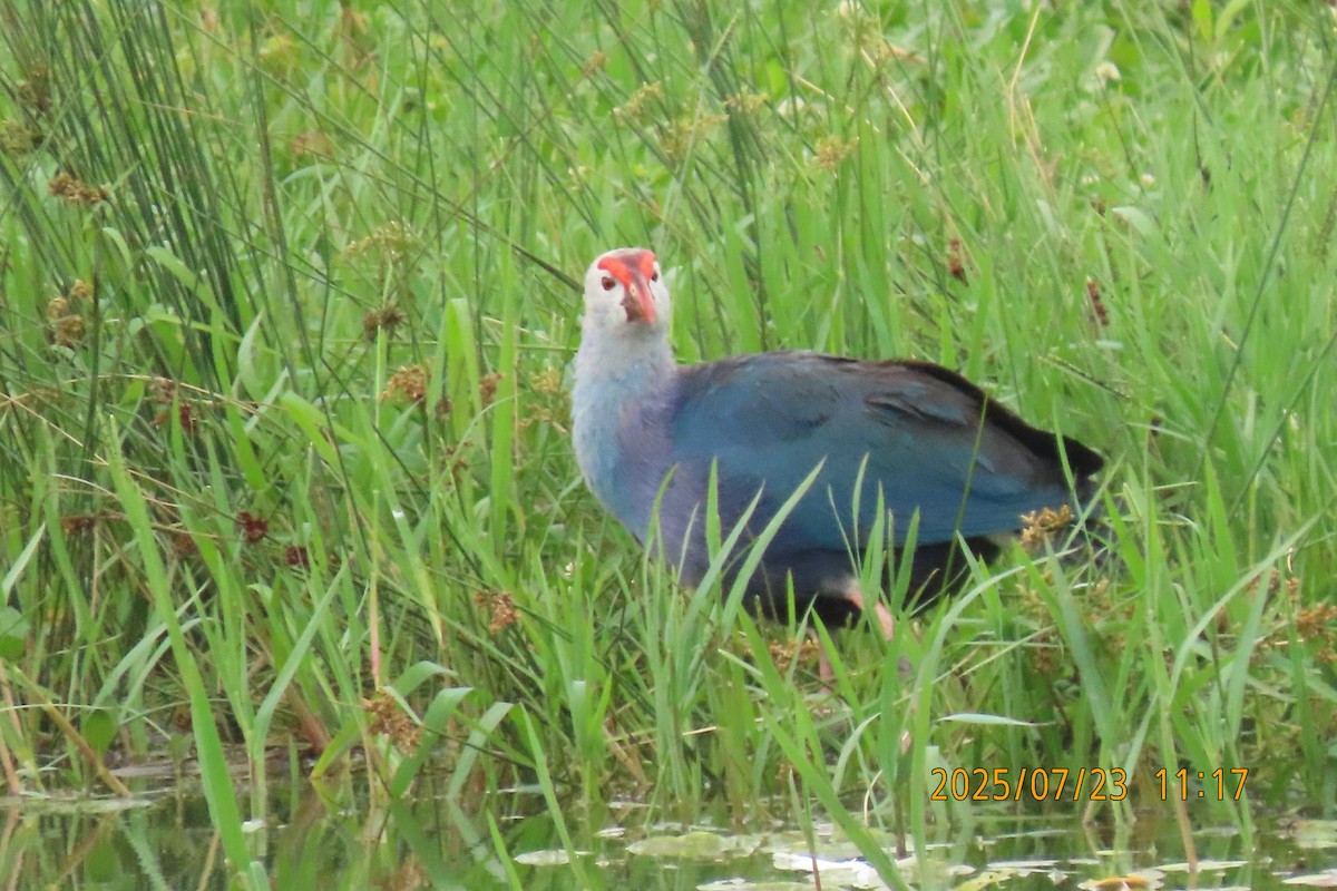 Gray-headed Swamphen - ML641023775