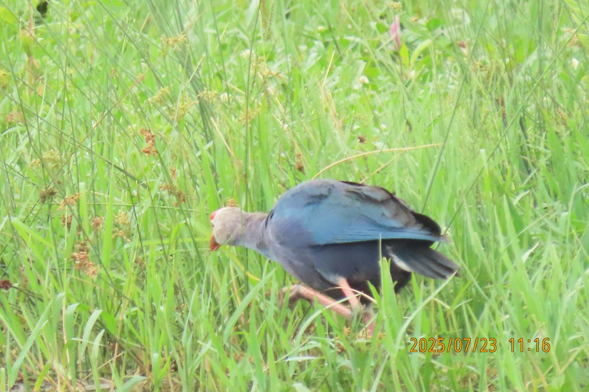 Gray-headed Swamphen - ML641023776