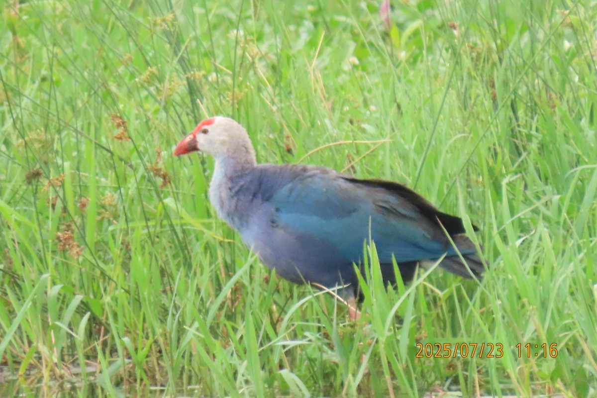 Gray-headed Swamphen - ML641023778