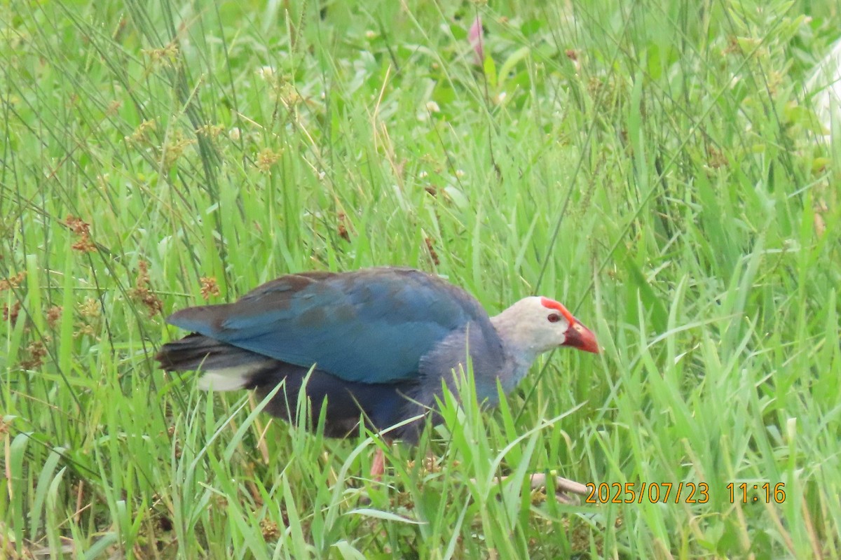 Gray-headed Swamphen - ML641023779
