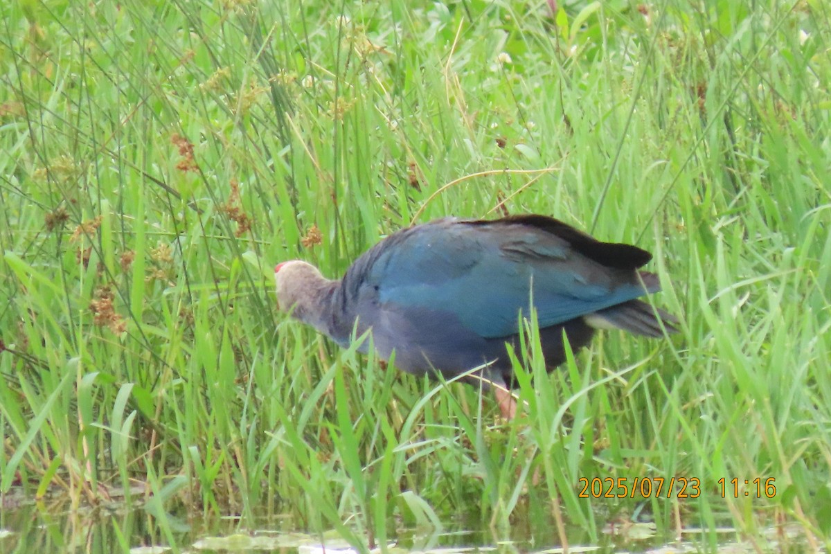 Gray-headed Swamphen - ML641023780