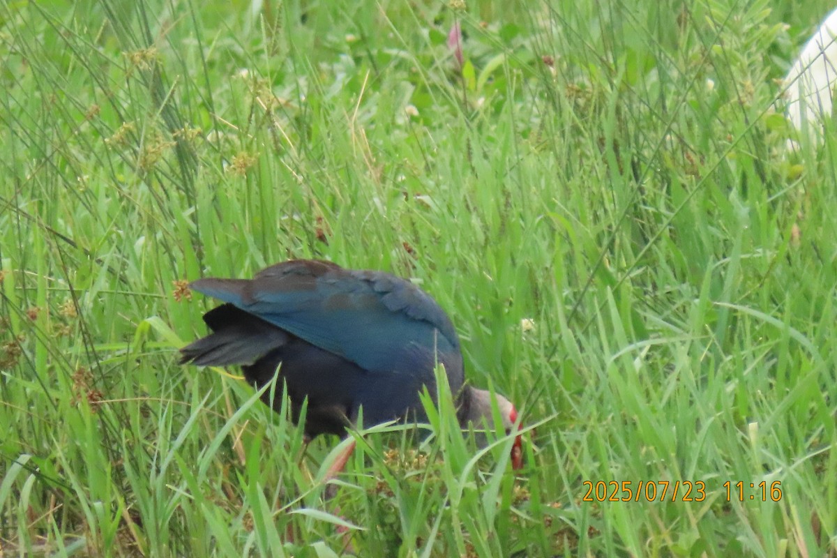 Gray-headed Swamphen - ML641023782