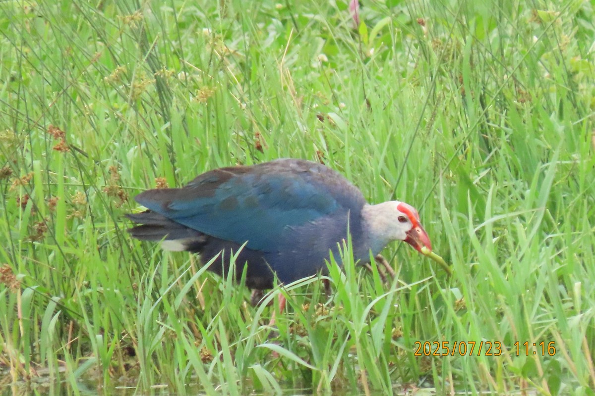 Gray-headed Swamphen - ML641023783