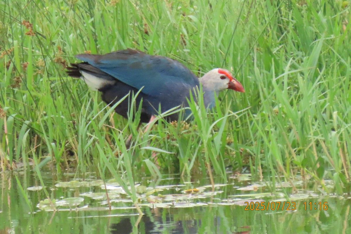 Gray-headed Swamphen - ML641023784