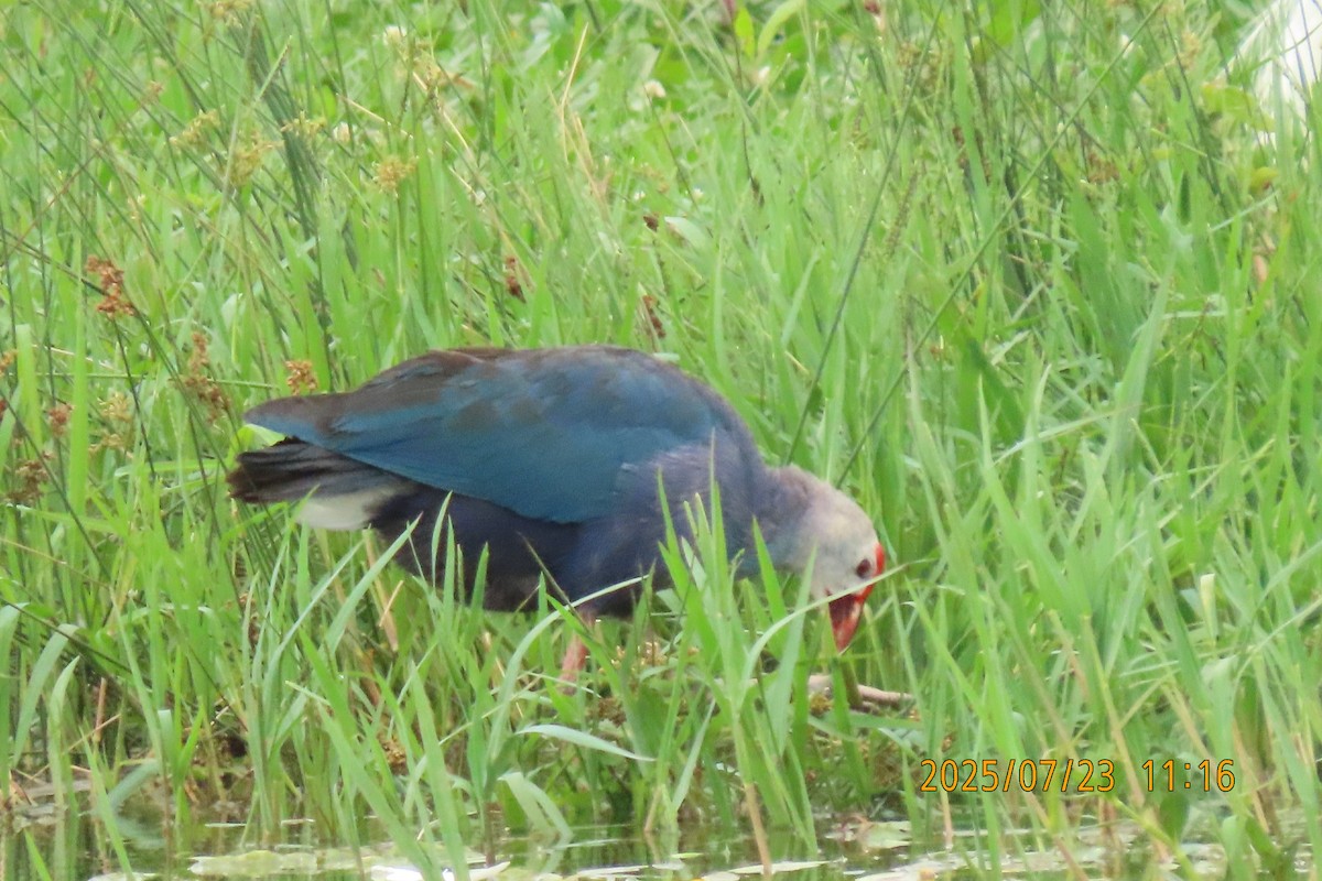 Gray-headed Swamphen - ML641023785