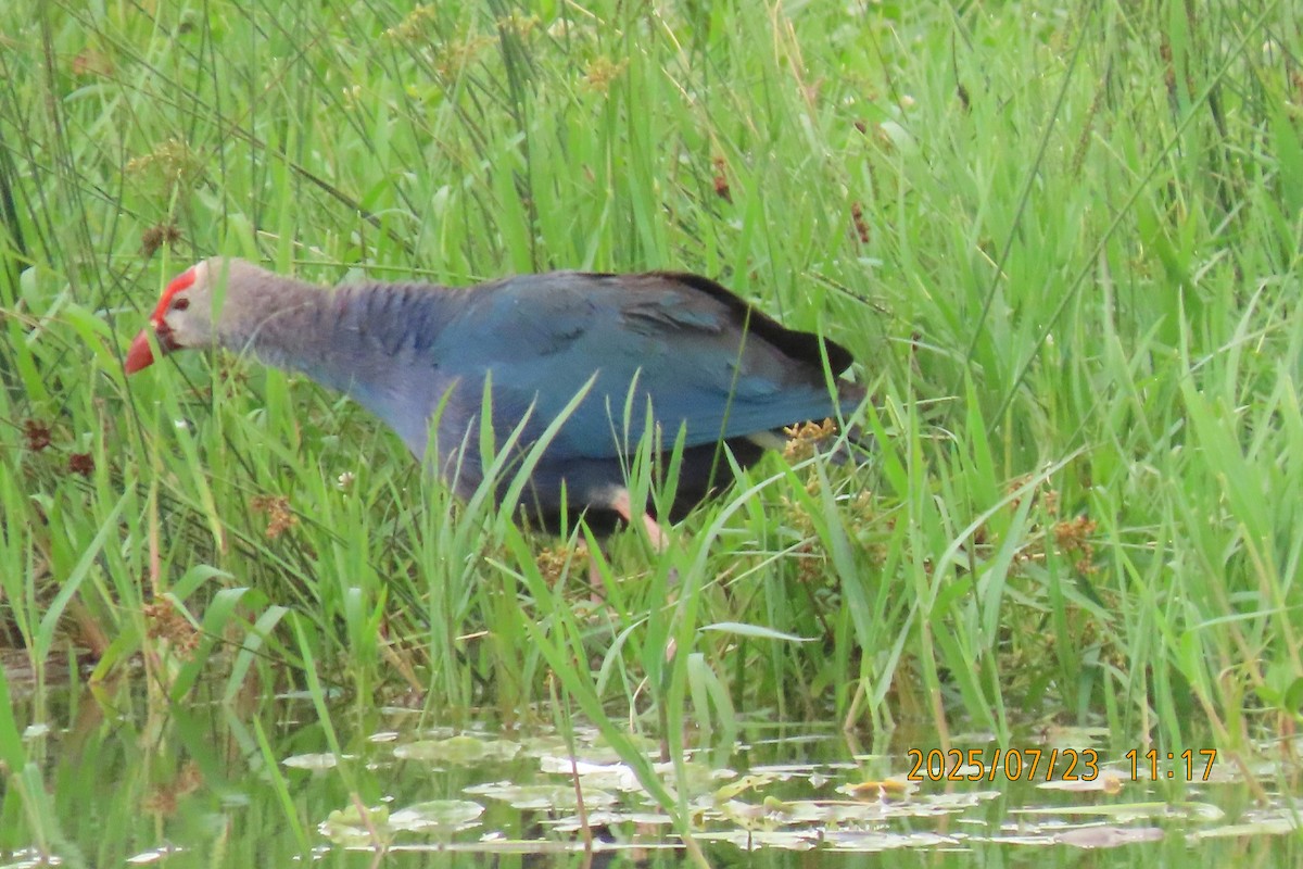 Gray-headed Swamphen - ML641023786