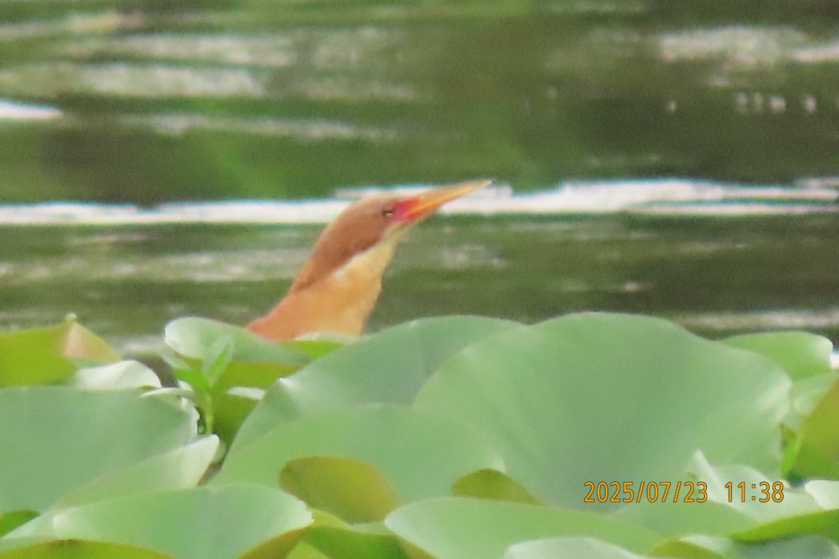 Cinnamon Bittern - ML641023805
