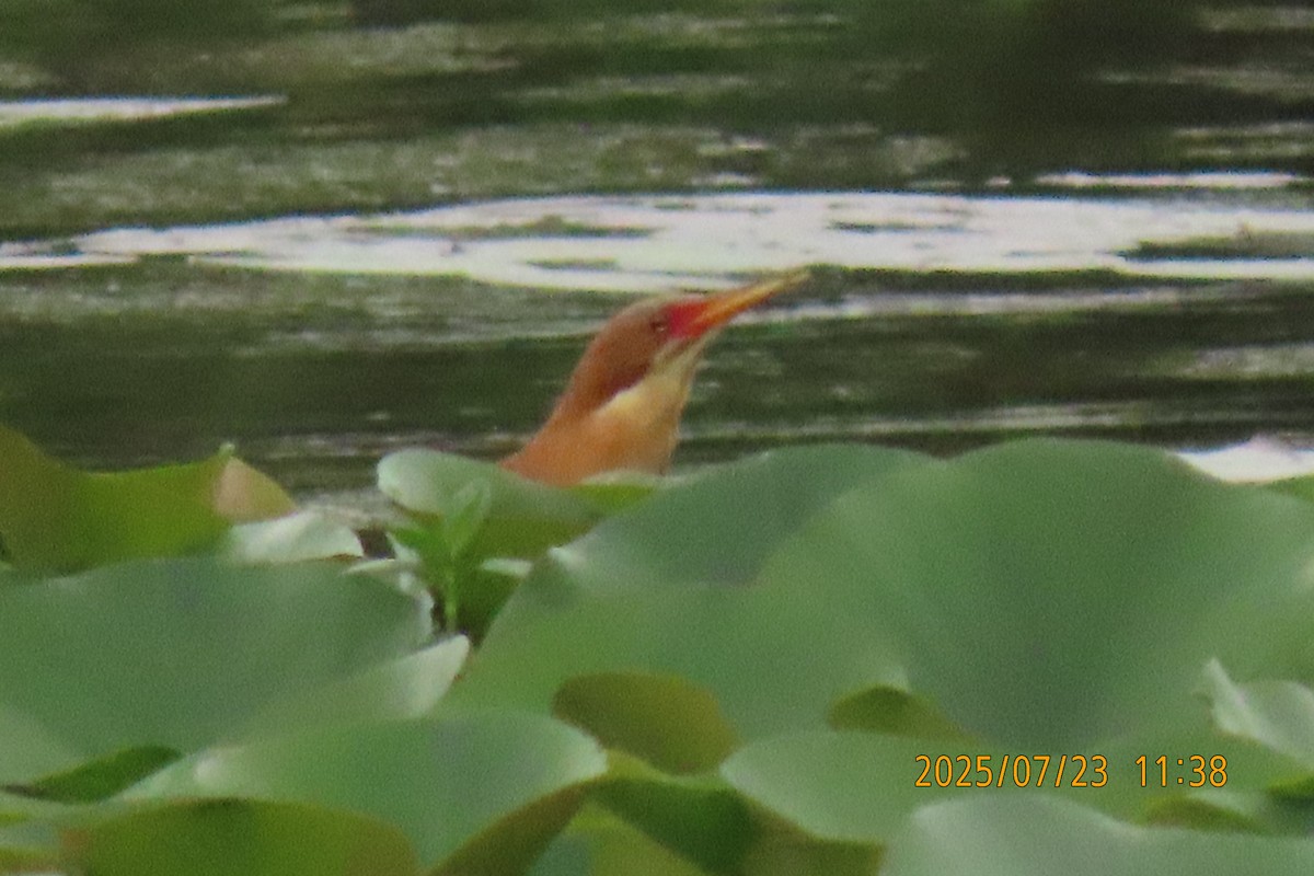 Cinnamon Bittern - ML641023806