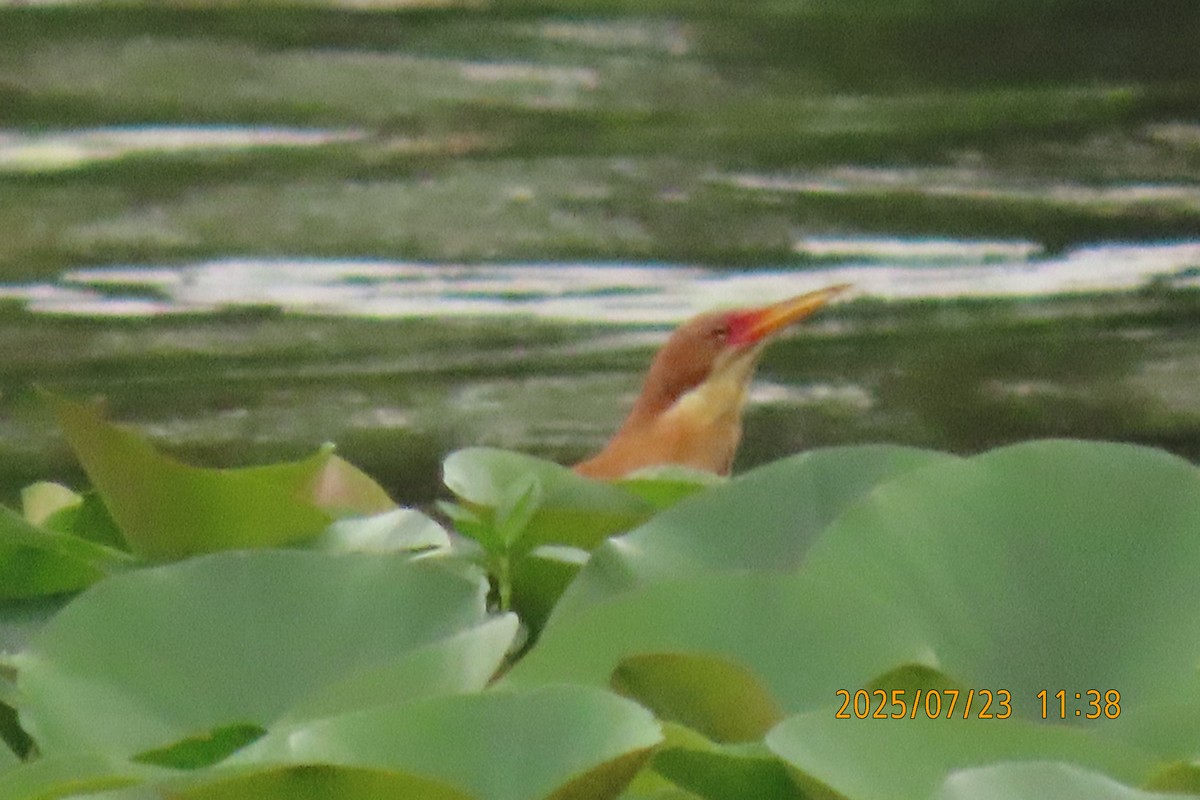 Cinnamon Bittern - ML641023808