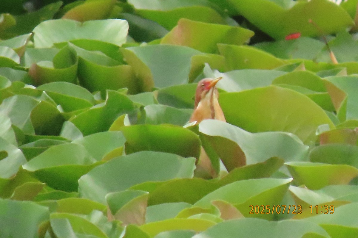 Cinnamon Bittern - ML641023809