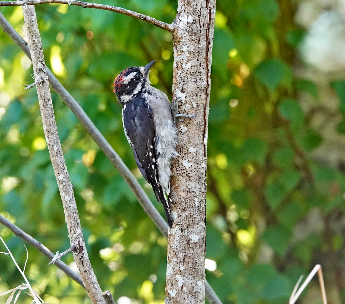 Downy Woodpecker - ML641023829