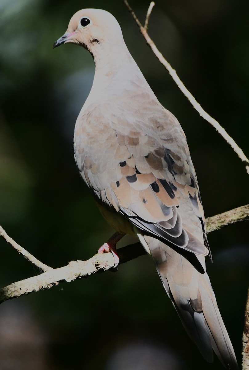 Mourning Dove - ML641023848