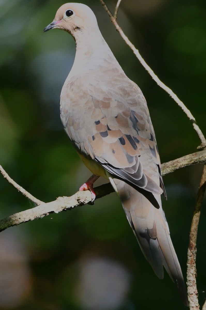 Mourning Dove - ML641023849