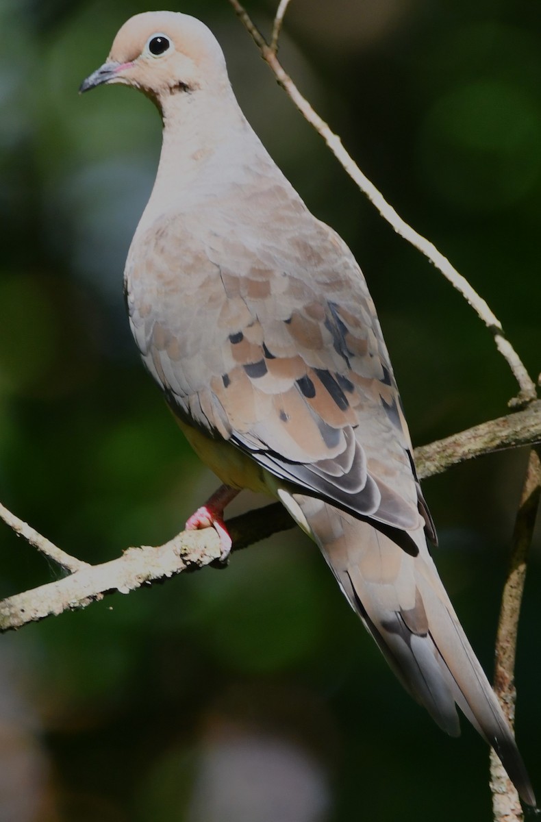 Mourning Dove - ML641023850