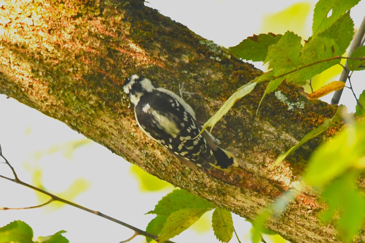 Downy Woodpecker (Eastern) - ML641023862