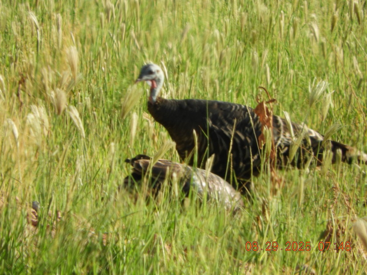 Wild Turkey - ML641023866
