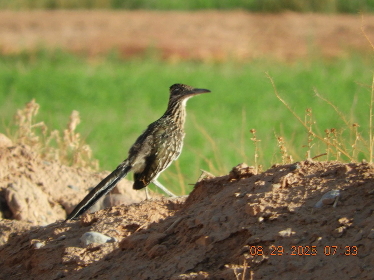 Greater Roadrunner - ML641023882