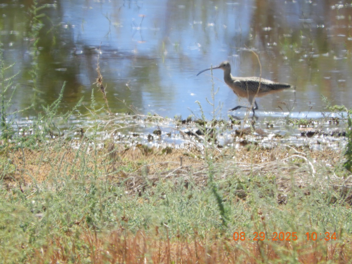 Long-billed Curlew - ML641023897