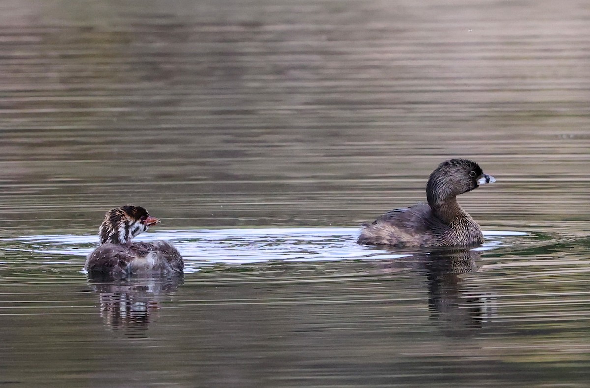 Pied-billed Grebe - ML641023932