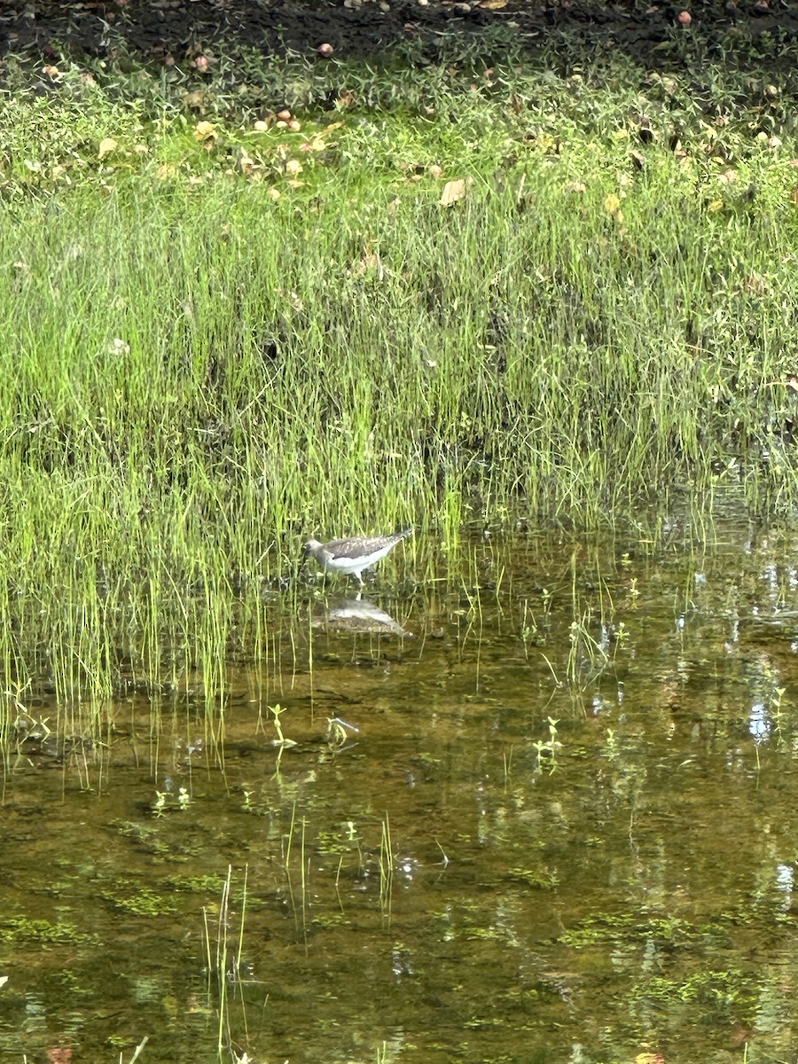 Solitary Sandpiper - ML641023933