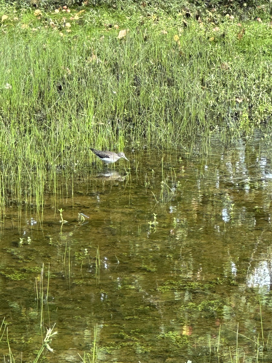 Solitary Sandpiper - ML641023934