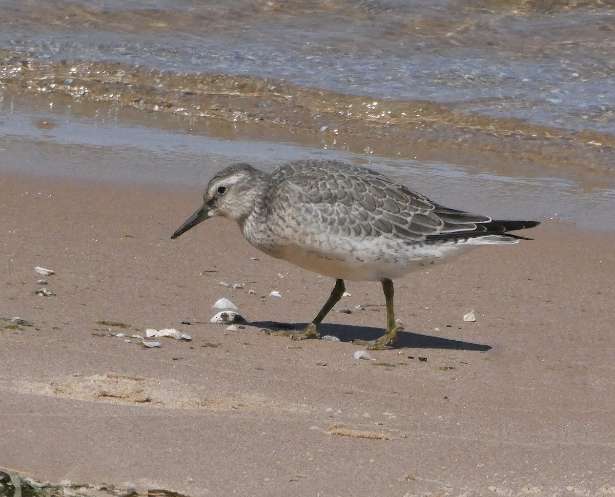Red Knot - ML641024015