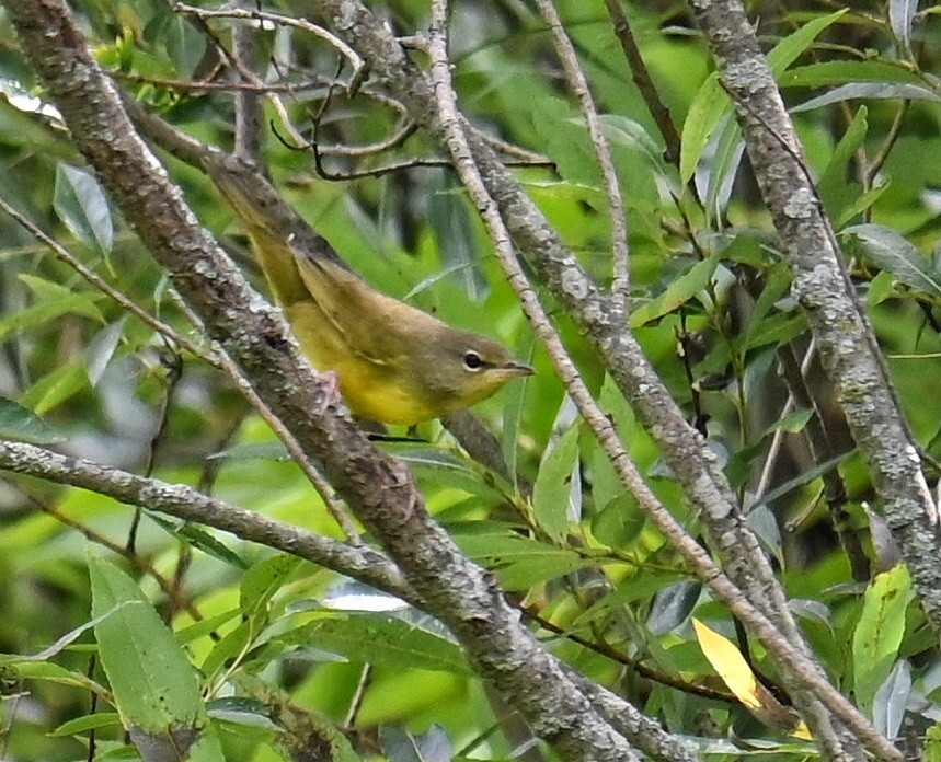 svartbrystparula - ML641024021