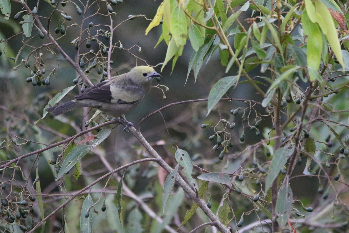 Palm Tanager - ML641024037