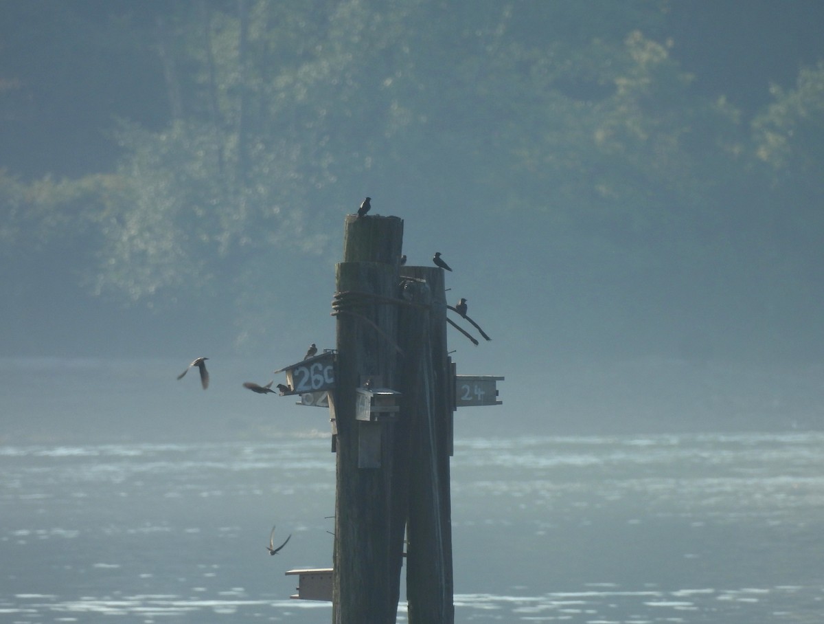 Purple Martin - ML641024050