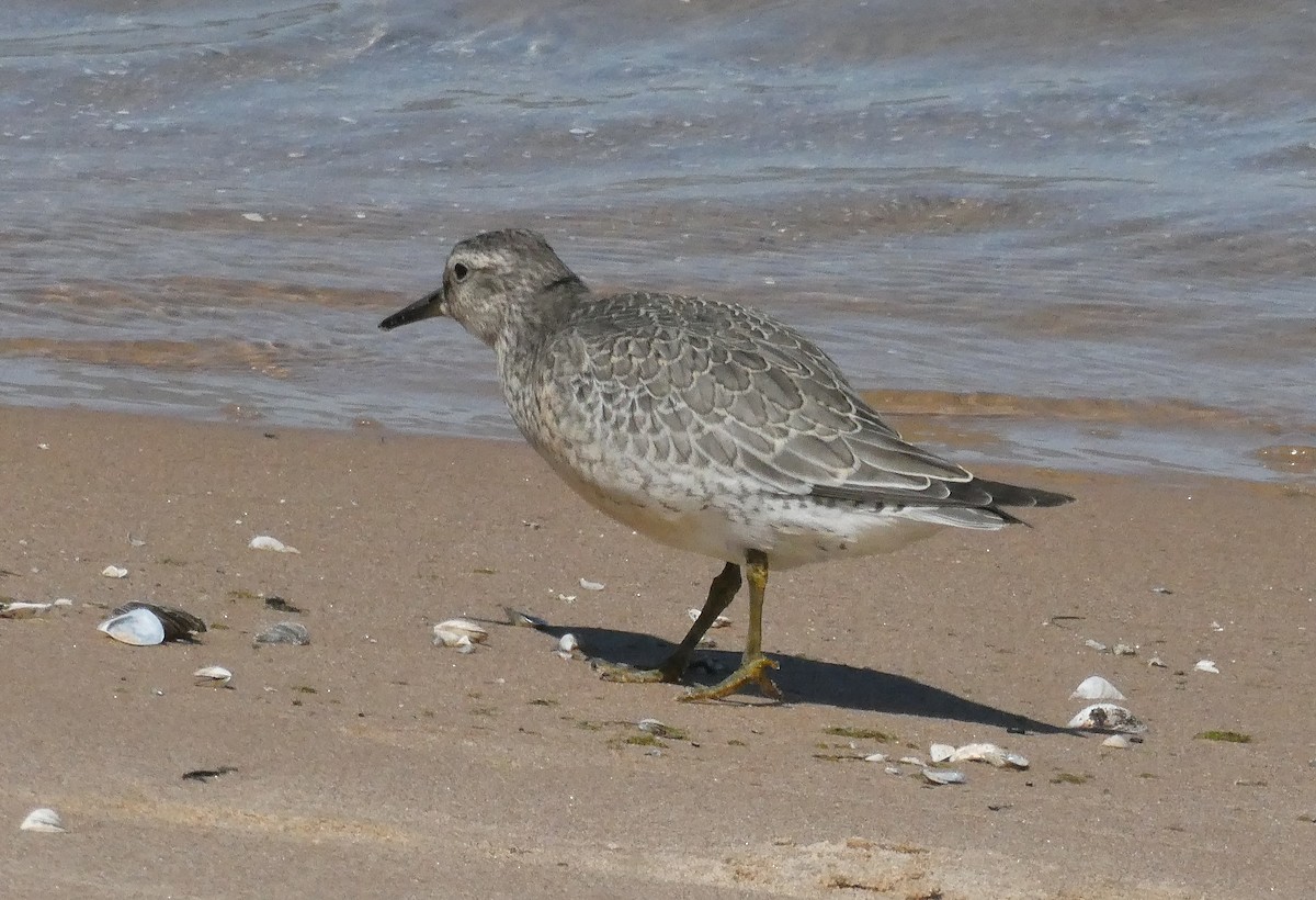 Red Knot - ML641024054