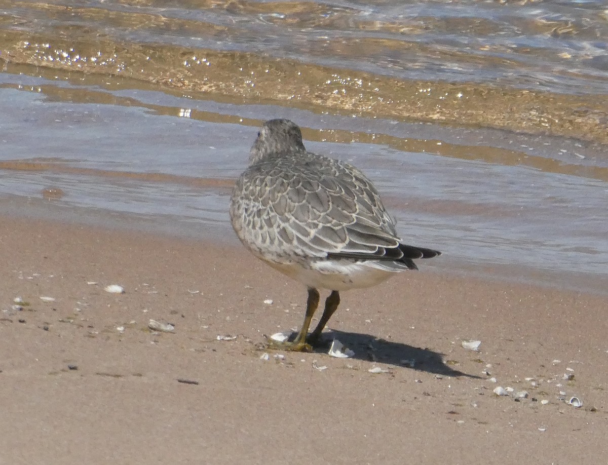 Red Knot - ML641024057