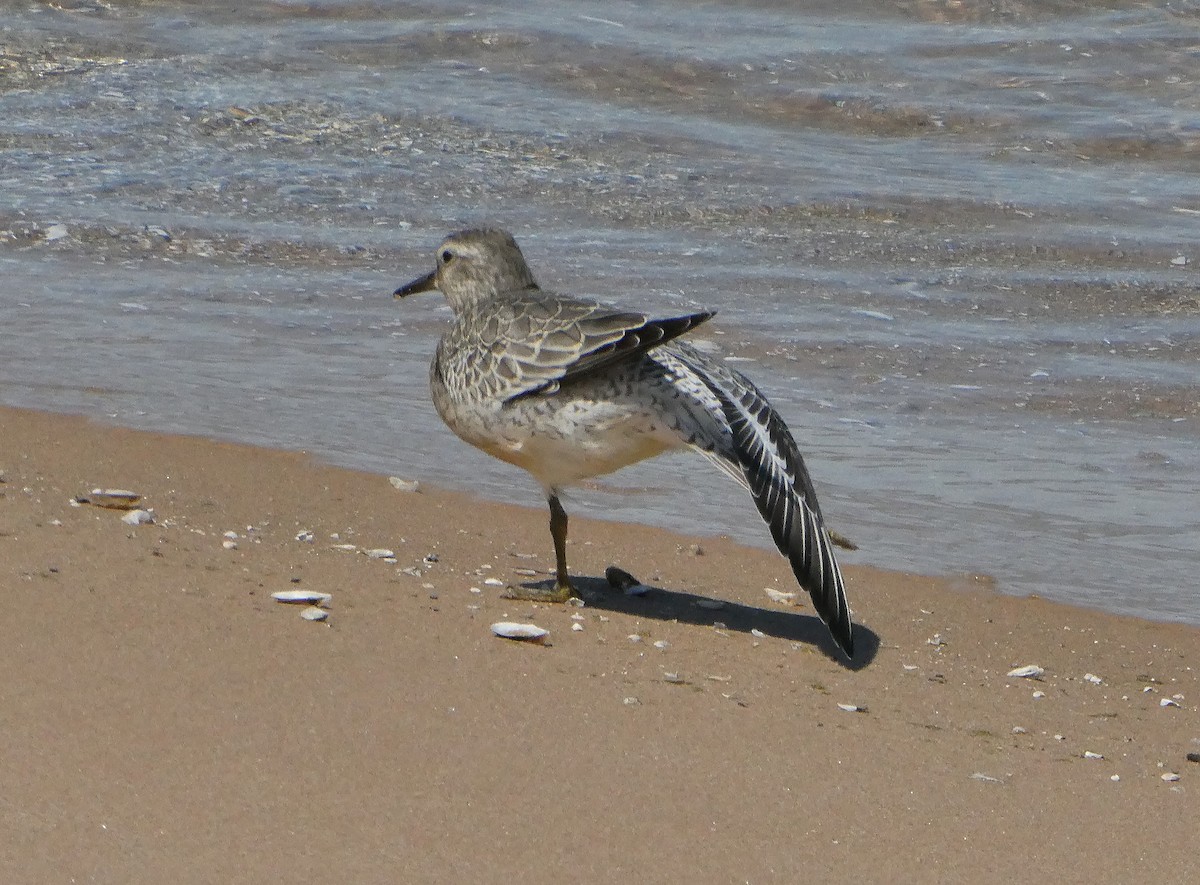 Red Knot - ML641024065