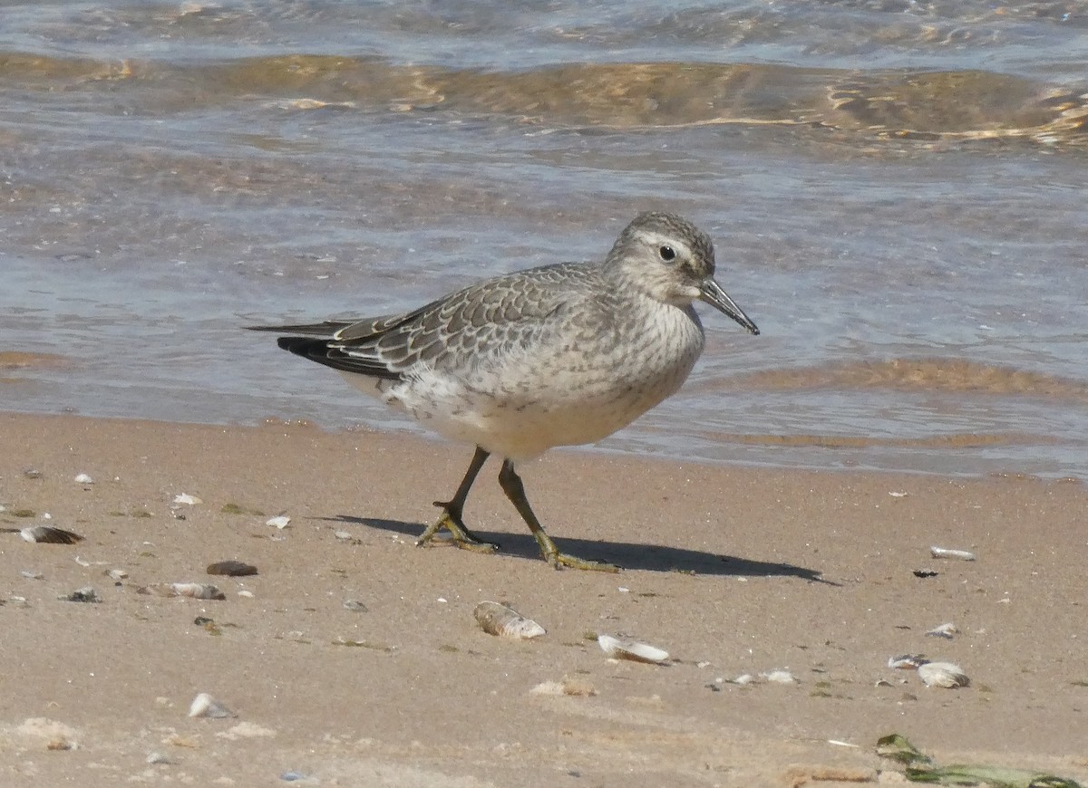 Red Knot - ML641024073