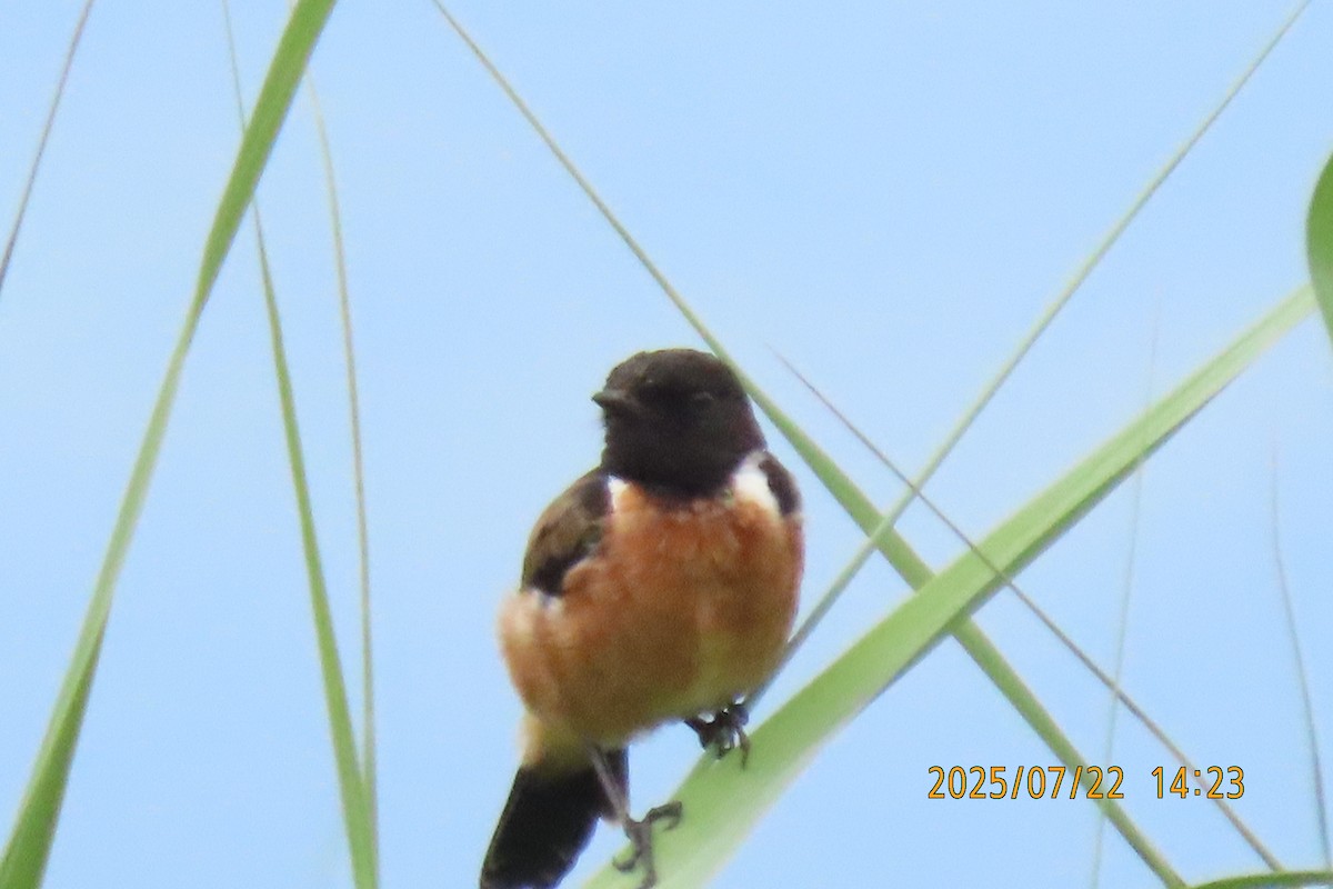Siberian Stonechat - ML641024093