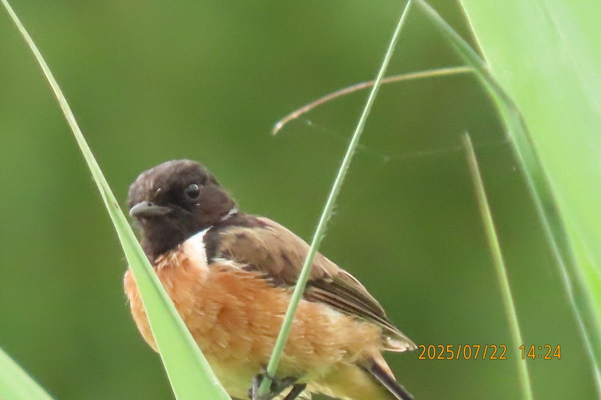Siberian Stonechat - ML641024094