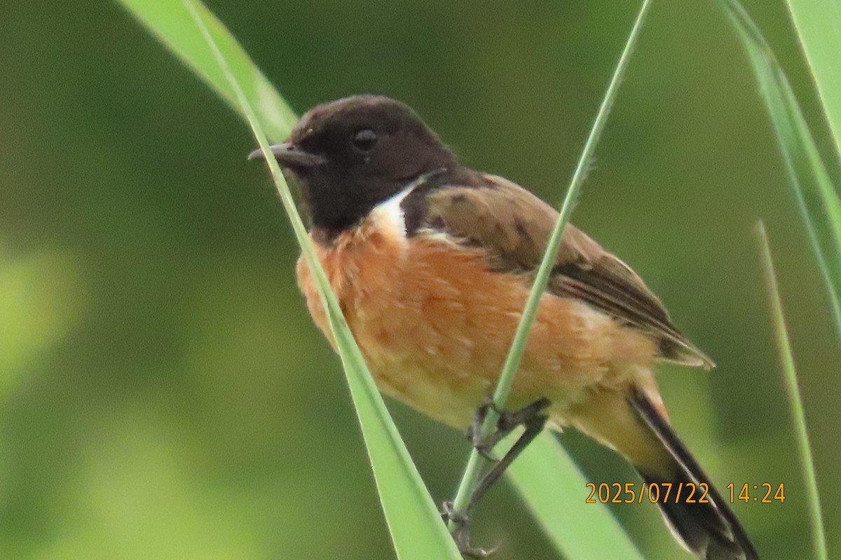 Siberian Stonechat - ML641024096