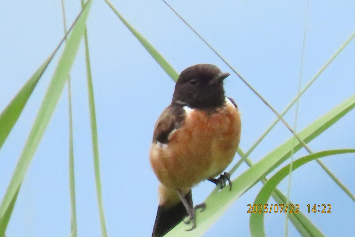 Siberian Stonechat - ML641024099