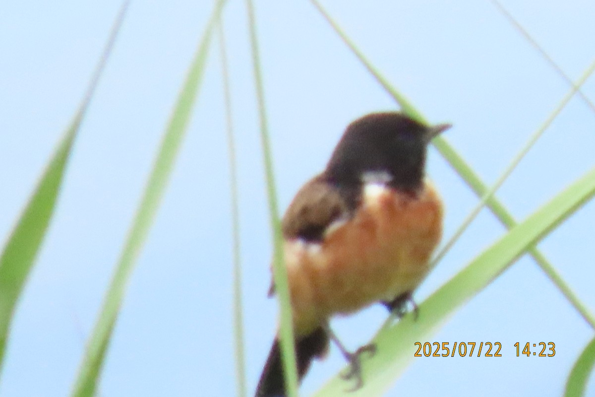 Siberian Stonechat - ML641024100