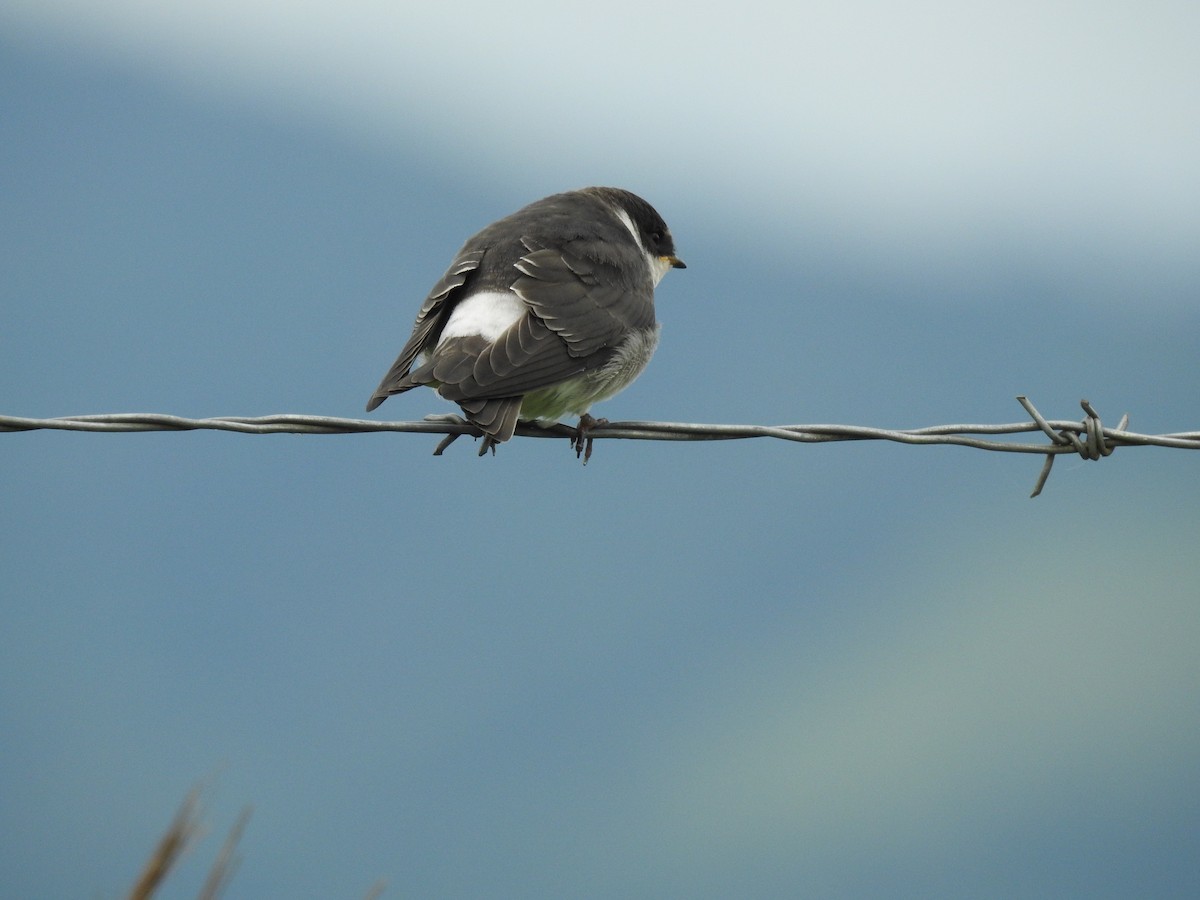 White-rumped Swallow - ML641024101