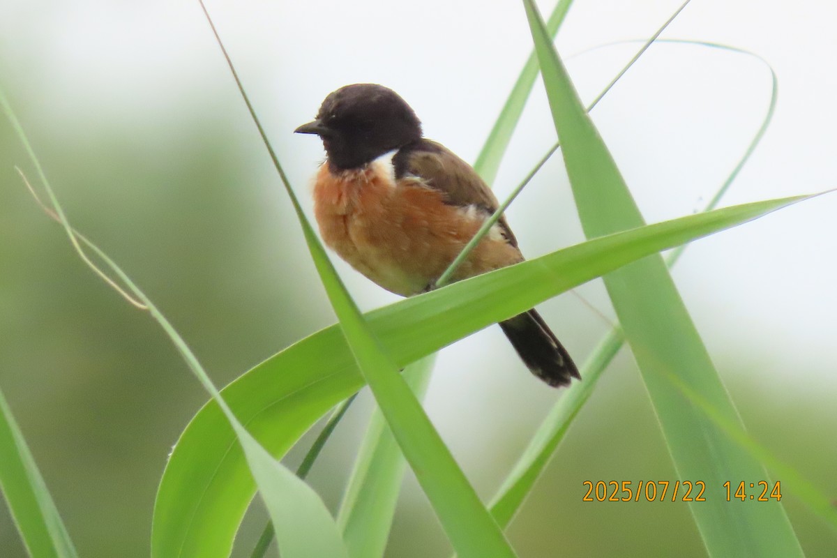 Siberian Stonechat - ML641024102