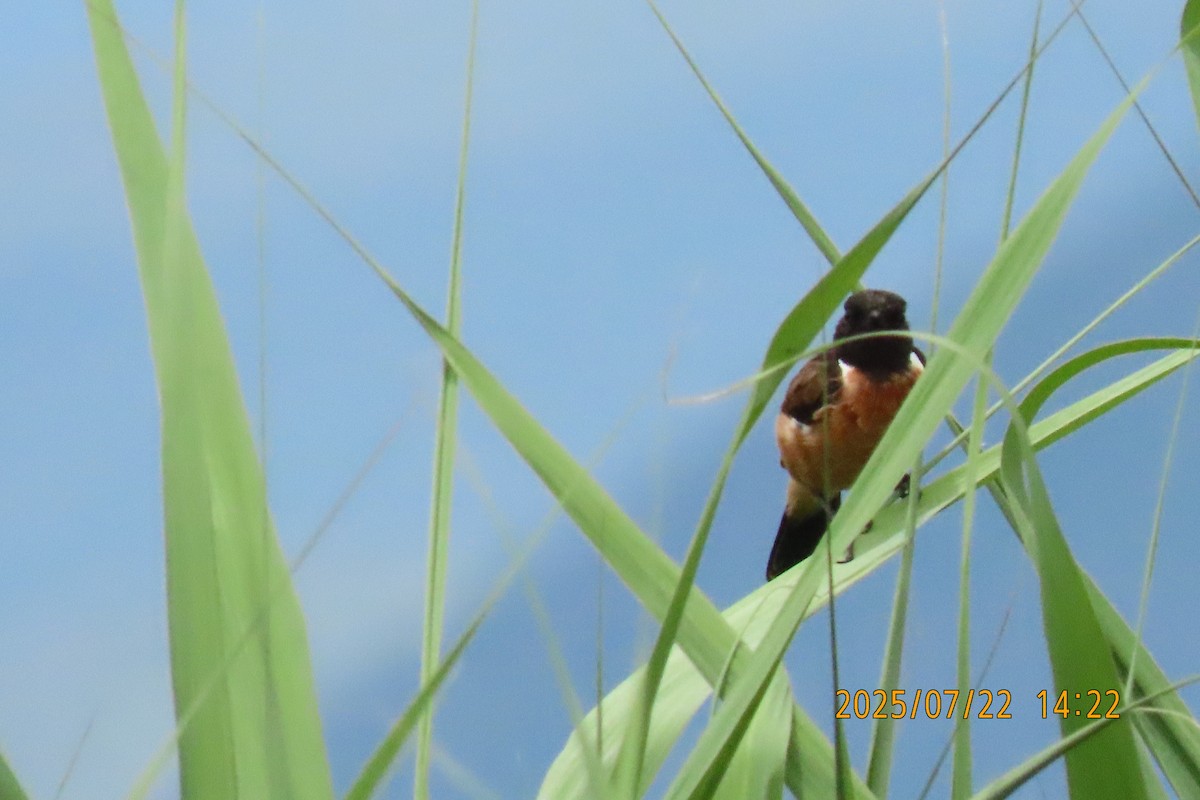 Siberian Stonechat - ML641024104