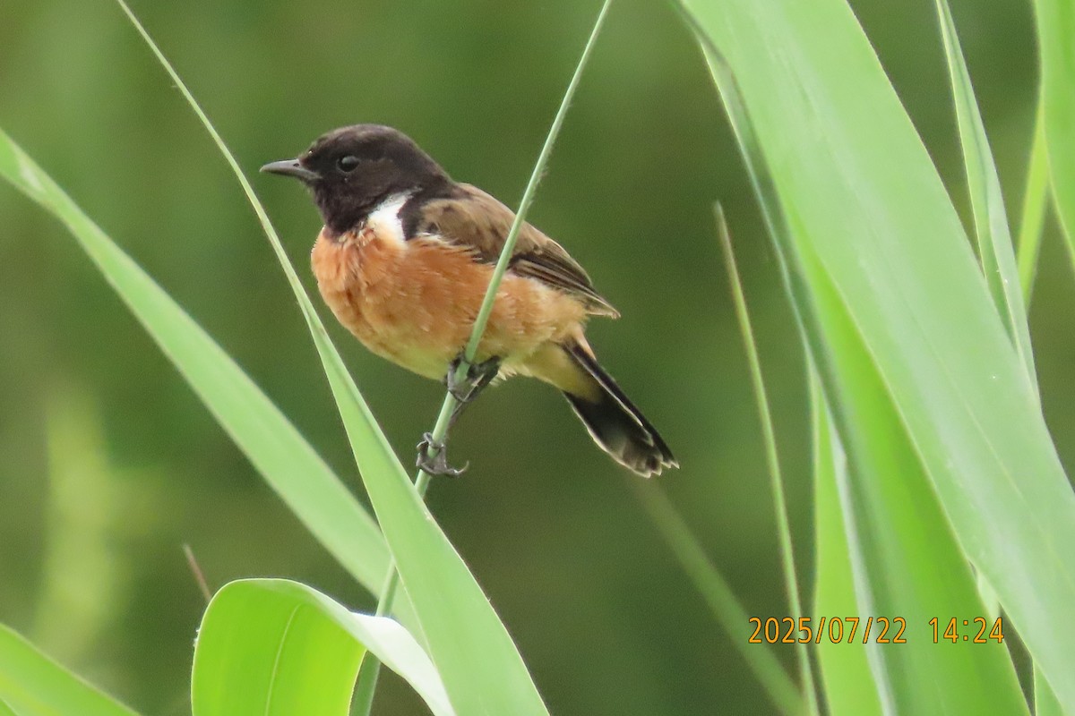 Siberian Stonechat - ML641024105