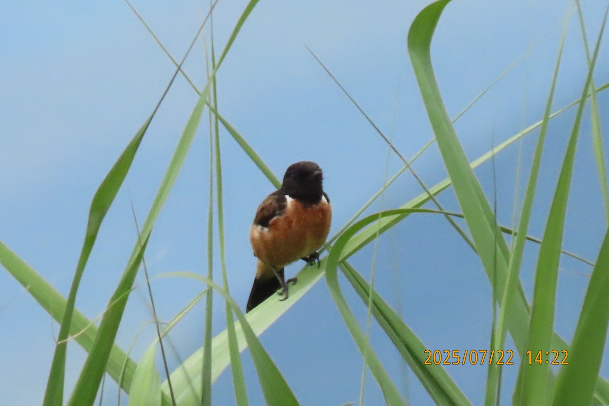 Siberian Stonechat - ML641024106