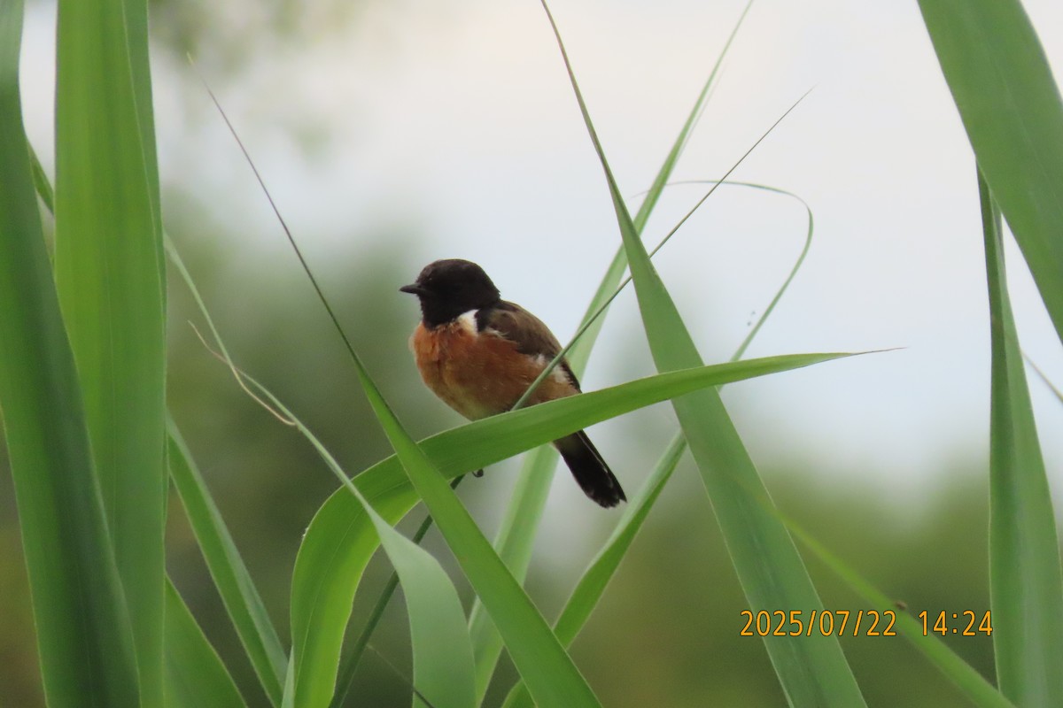 Siberian Stonechat - ML641024108