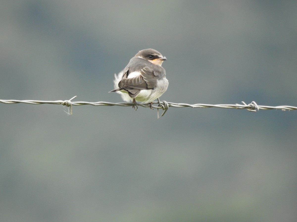 White-rumped Swallow - ML641024110
