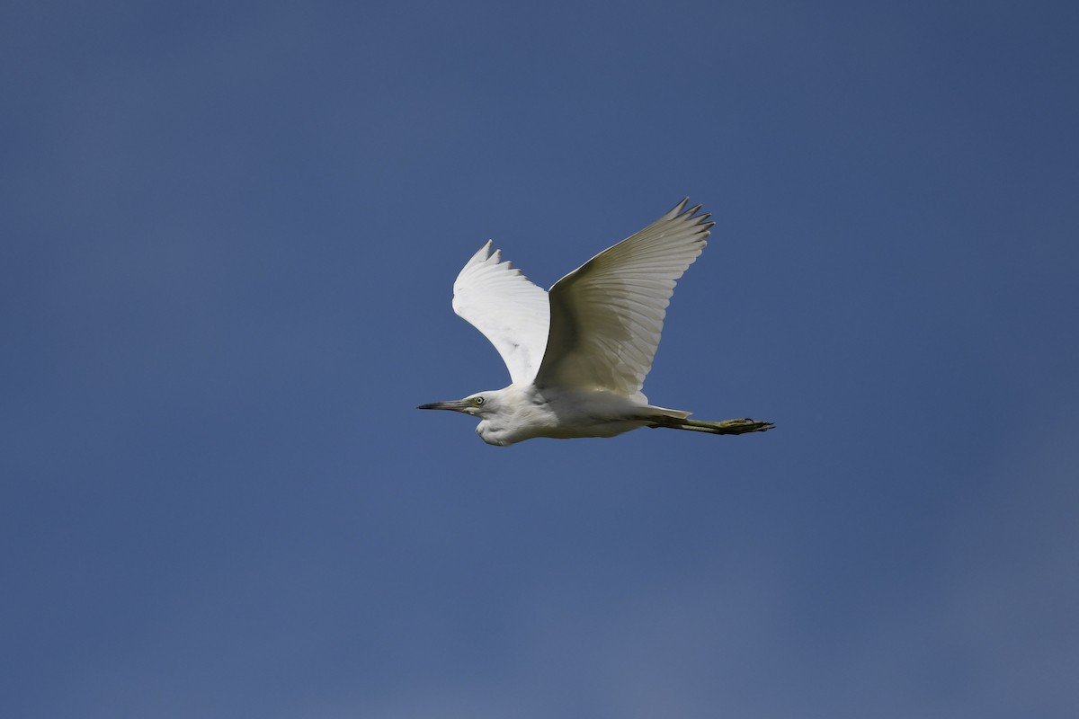 Little Blue Heron - ML641024113
