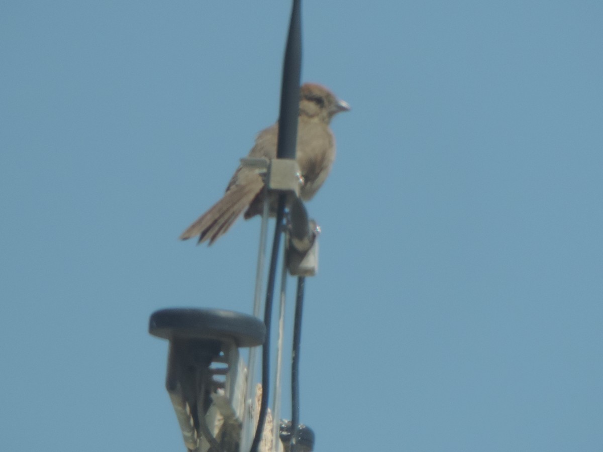 Canyon Towhee - ML641024115
