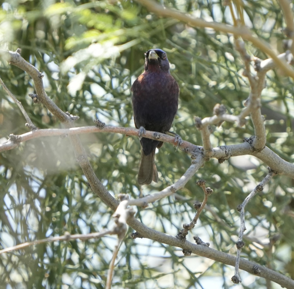 Varied Bunting - ML641024144